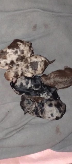 Male Toy Poodle in Sikeston, Missouri