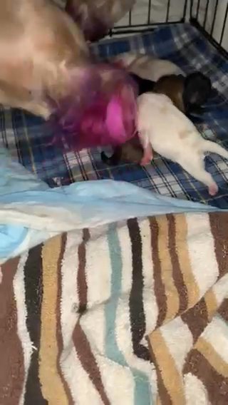 Cocker Tzu in Roseville, Michigan