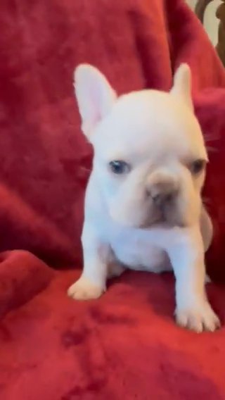 Teddy (French Bulldog-7 Weeks Old) in Phoenix, Arizona