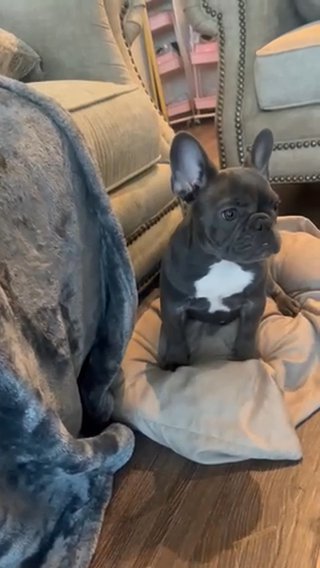 French Bulldog (female) in Houston, Texas