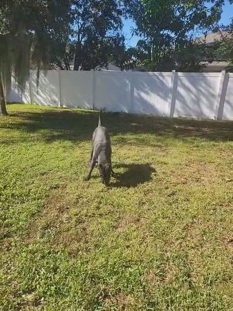 The majestic Presa Canario in St. Cloud, Florida