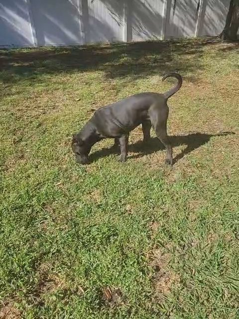 Preasa Canario in St. Cloud, Florida