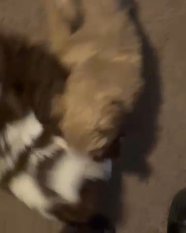 Adorable Male Shih tzu’s ??❗️ in Jacksonville, Florida