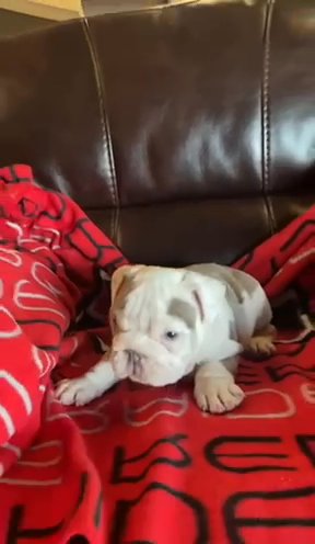 Lilac Tri AKC English Bulldog Babies in El Paso, Texas