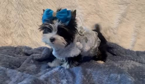 Beautiful Black Parti Female Yorkie in Riverside, California