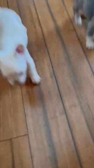 Isabella Fluffy Frenchie in Houston, Texas