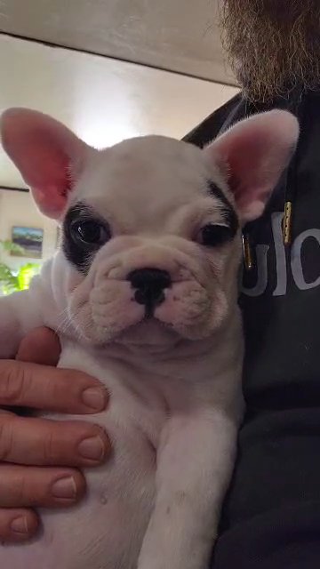 Akc French Bulldog in Allentown, Pennsylvania