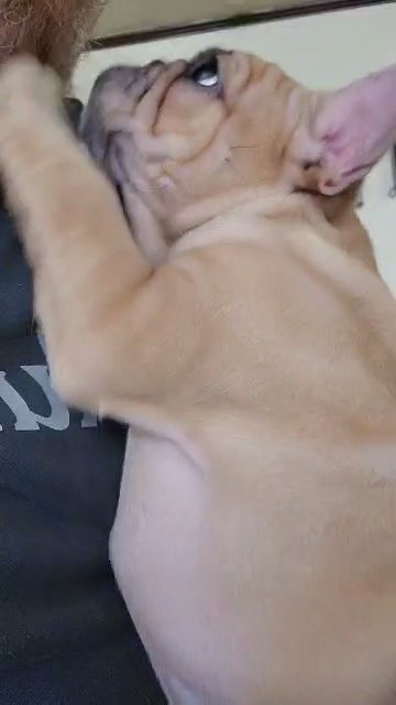 Akc French Bulldog in Allentown, Pennsylvania