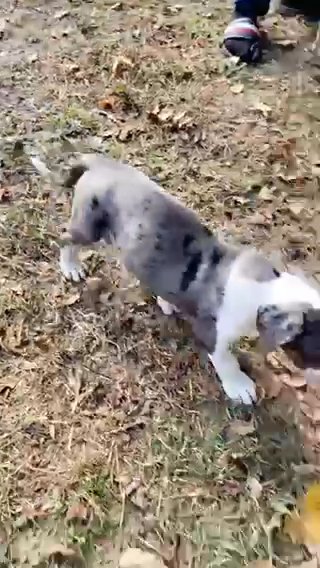 Xl American bully in Columbus, Georgia
