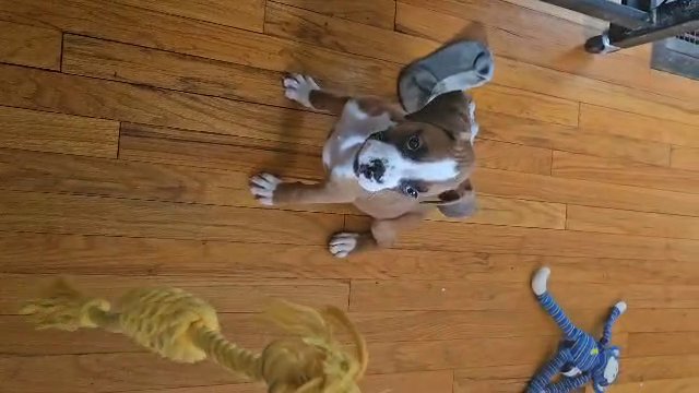 "Waverly" AKC Boxer in Syracuse, New York