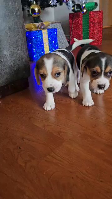 Christmas Puppies in San Antonio, Texas