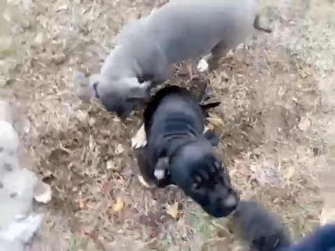 Xl American bully in Columbus, Georgia