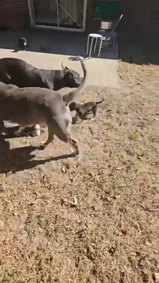 Xl American bully in Columbus, Georgia