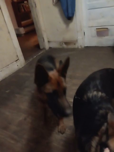 German shepherd in Indianapolis, Indiana