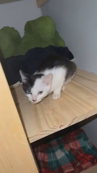 Female Kitten in Memphis, Tennessee