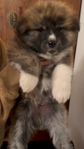 Male Japanese Akita Inu Red Brindle in Fayetteville, Arkansas