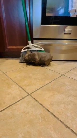 French Bulldog Female Pup in Surprise, Arizona