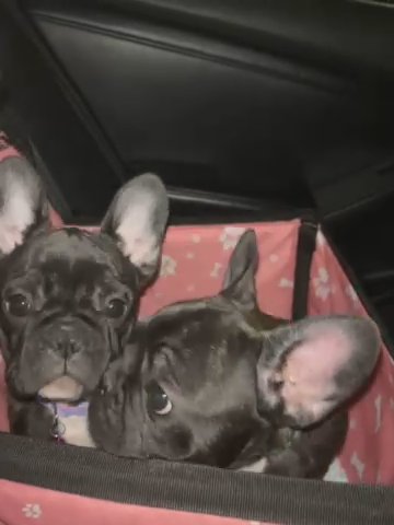 Female Frenchies in Las Vegas, Nevada