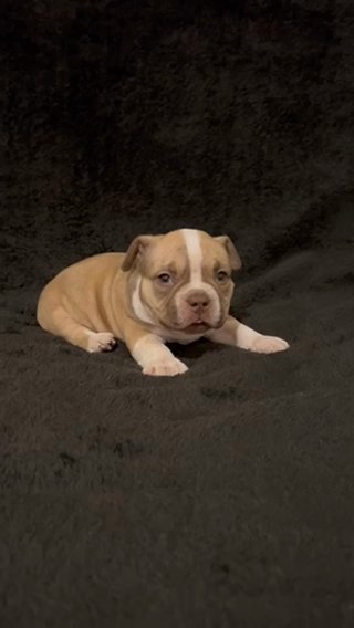 Female American Bullie Puppy in Phoenix, Arizona