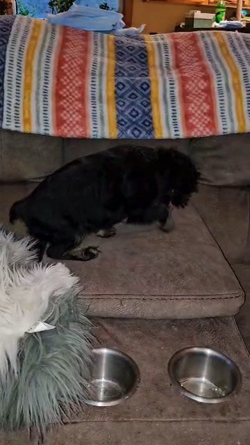 Brussels griffon in Huntsville, Alabama