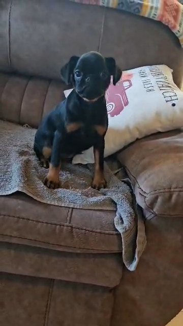 Brussels griffon girl in Huntsville, Alabama