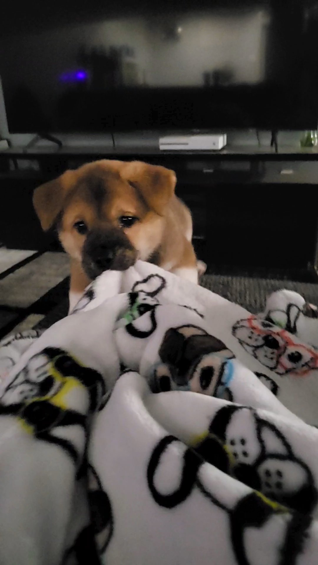 ? Akita Pup ISO his Forever Home! ? in Baltimore, Maryland