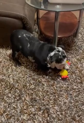 English Bulldog 4 Months in Thornton, Colorado