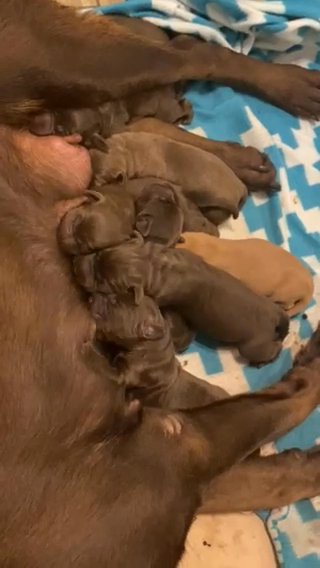 Chocolate Labrador Puppies in Dallas, Texas