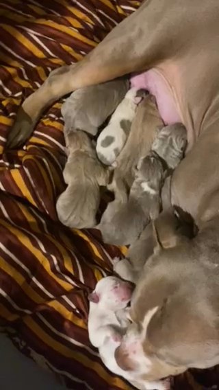 Xl Amdrican Bullys in Ewing, New Jersey