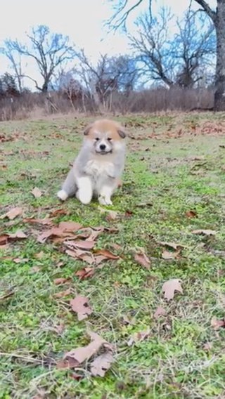 Japanese Akita Male With Unique Features in Fayetteville, Arkansas