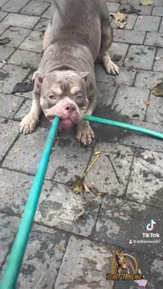 Lilac Micro BULLY LOUIS V Line Stud in Paterson, New Jersey