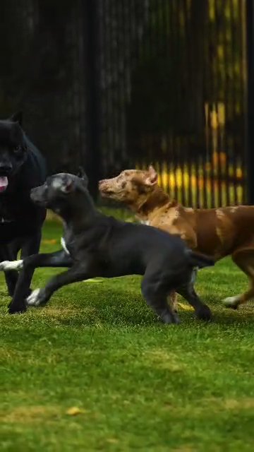 Merle American Bully Puppy in Minneapolis, Minnesota
