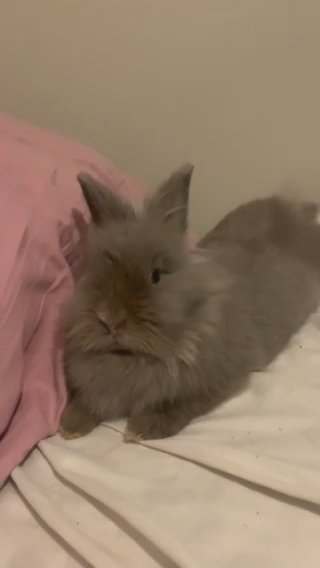 i have 3 lionhead bunny’s one boy two girls IF YOU GET THEM THIS WEEK I CAN TAKE OFF A SIGNIFICANT AMOUNT in Berwyn, Illinois