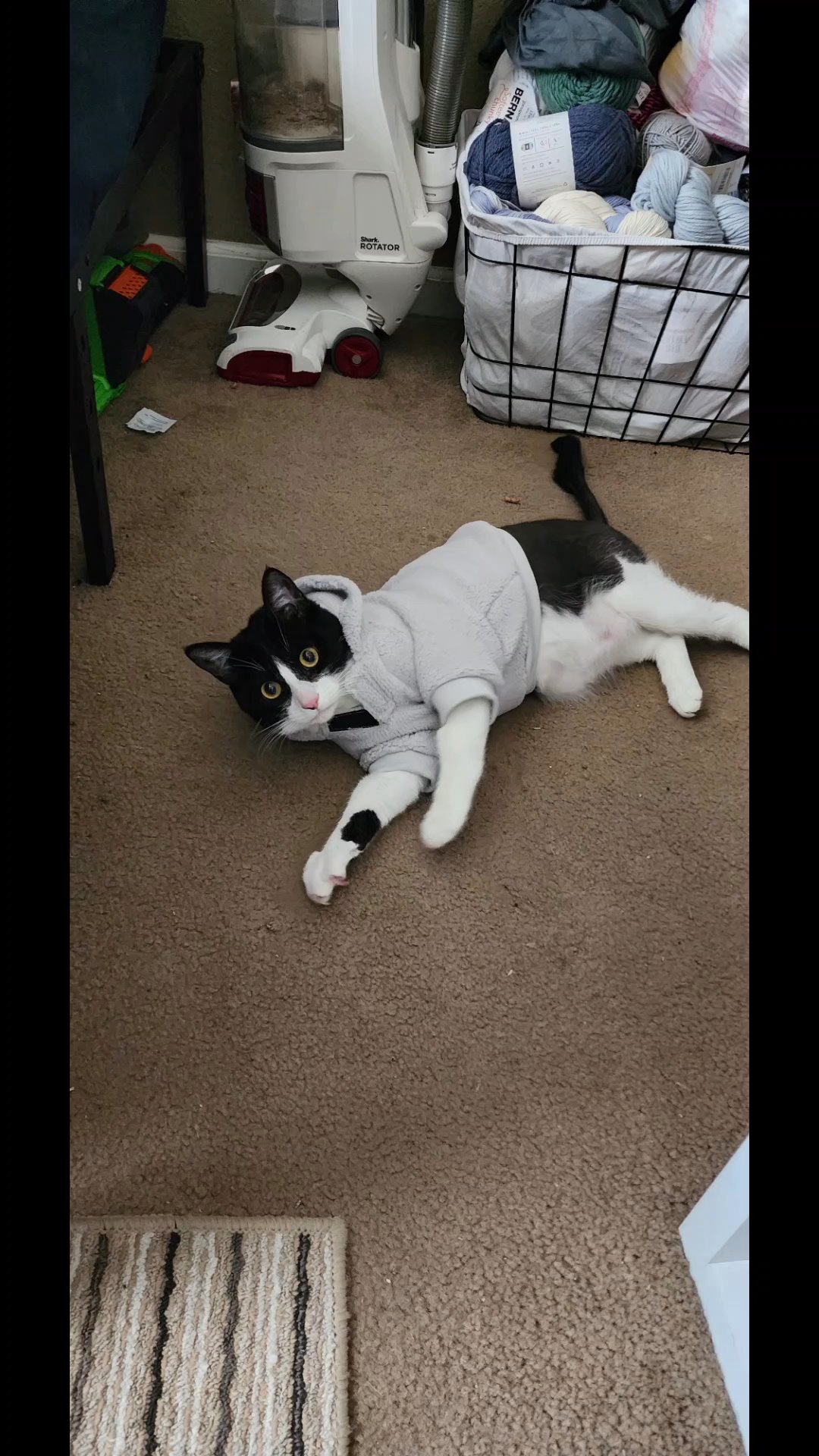 Olli age:1yr in Sacramento, California