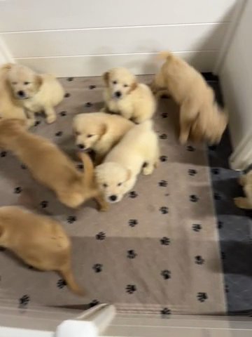 Golden Retriever Puppies in Statesville, North Carolina