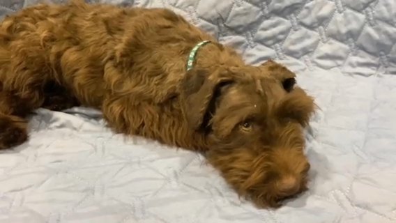 Green Collar Male(liver Color 7 Months ) in Olympia, Washington
