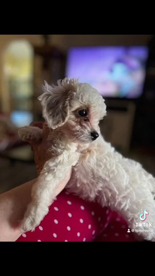 Cavapoo Male in Sumter, South Carolina