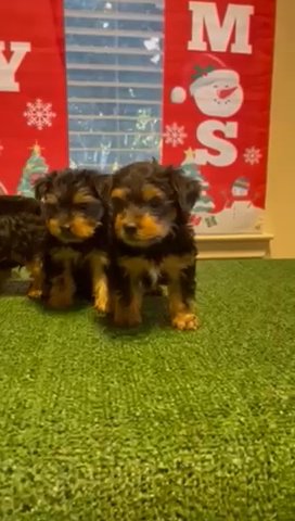 Little yorkie Babies in Dallas, Texas