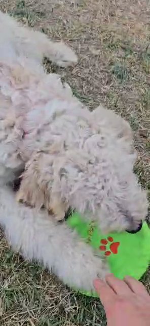 Goldendoodles F1 in La Habra, California
