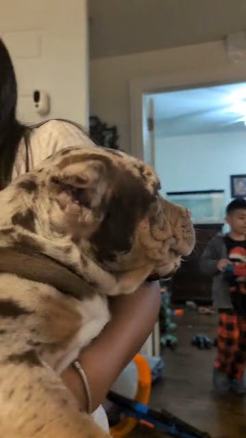 Chocolate tri merle female in Chicago, Illinois