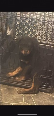 Female Rottweiler Puppy With Attitude? in North Little Rock, Arkansas