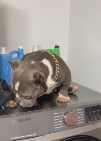 Micro bully in Waterbury, Connecticut
