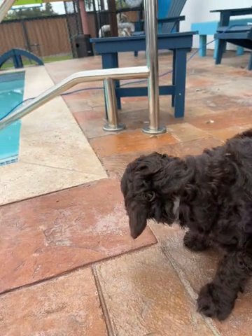 Woody QuiSal Labradoodles in McAllen, Texas