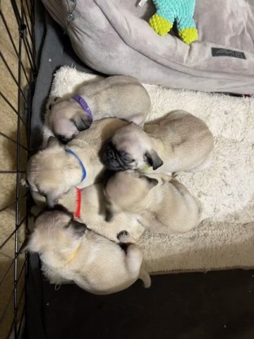 Pugs (3 Male/3 Female) in Houston, Texas