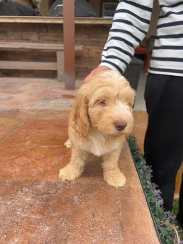 Buck- QuiSal Labradoodles in McAllen, Texas