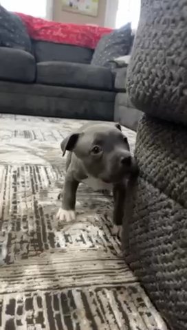 Blue Male Pit Bull in Washington, District of Columbia