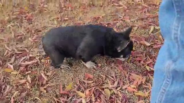 chocolate and tan male in McFarland, California