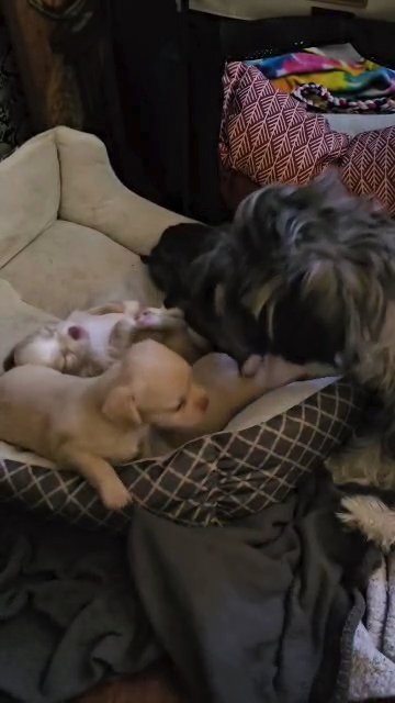 shichi pups in Springfield, Missouri