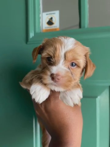 Chocolate Blonde Female Yorkie in Augusta, Georgia