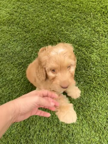 Dolly QuiSal labradoodles in McAllen, Texas